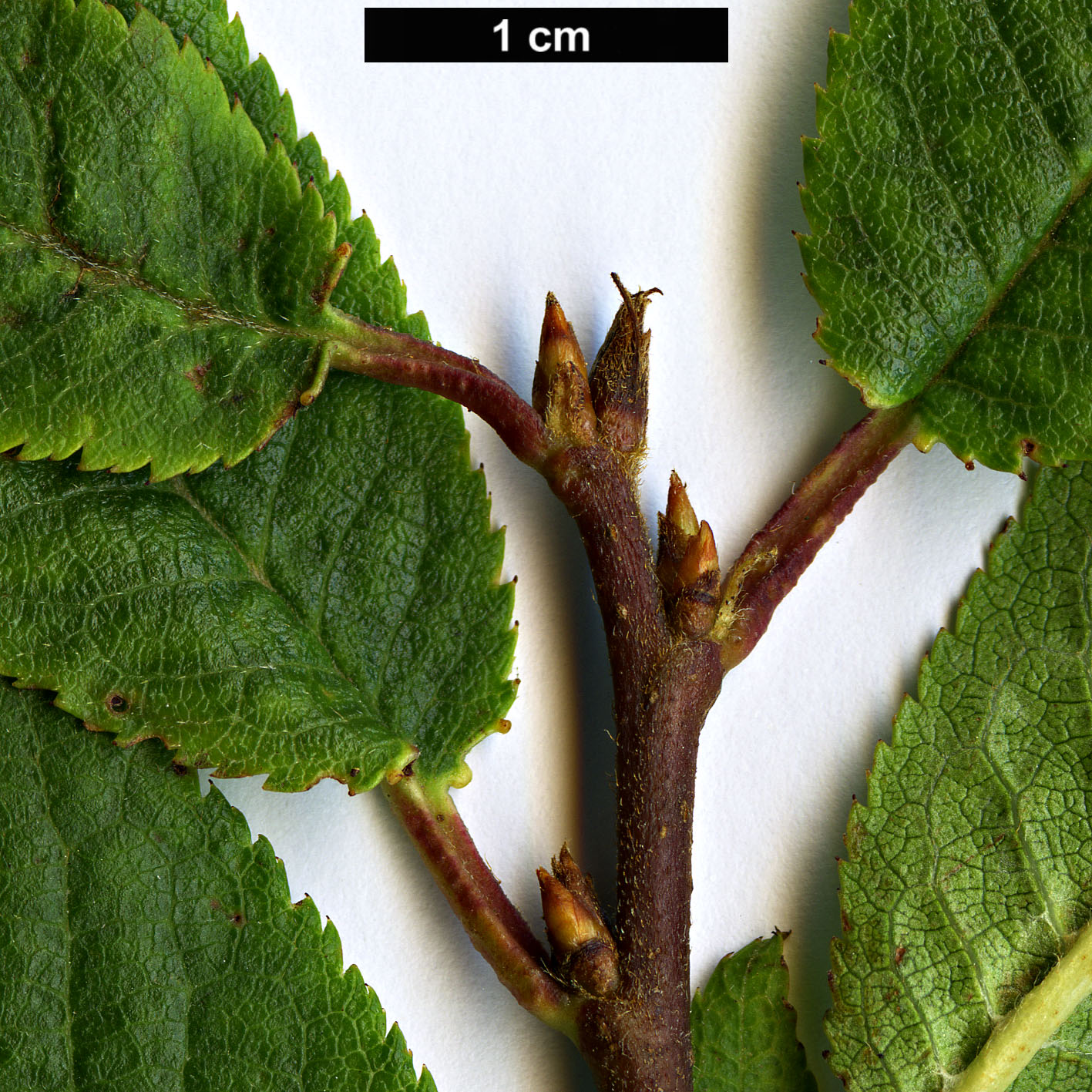 High resolution image: Family: Rosaceae - Genus: Prunus - Taxon: latidentata - SpeciesSub: var. pleuroptera